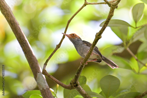 Ashy tailorbird