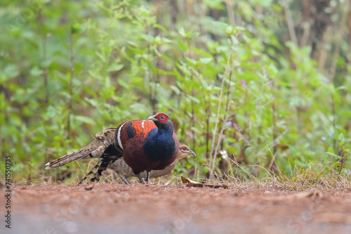Mrs.Hume’s Pheasant
