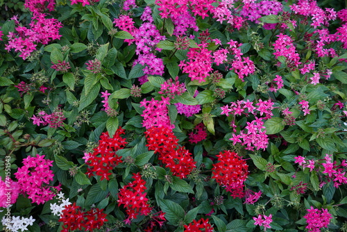 日本の横浜にある公園の秋の花壇の花など