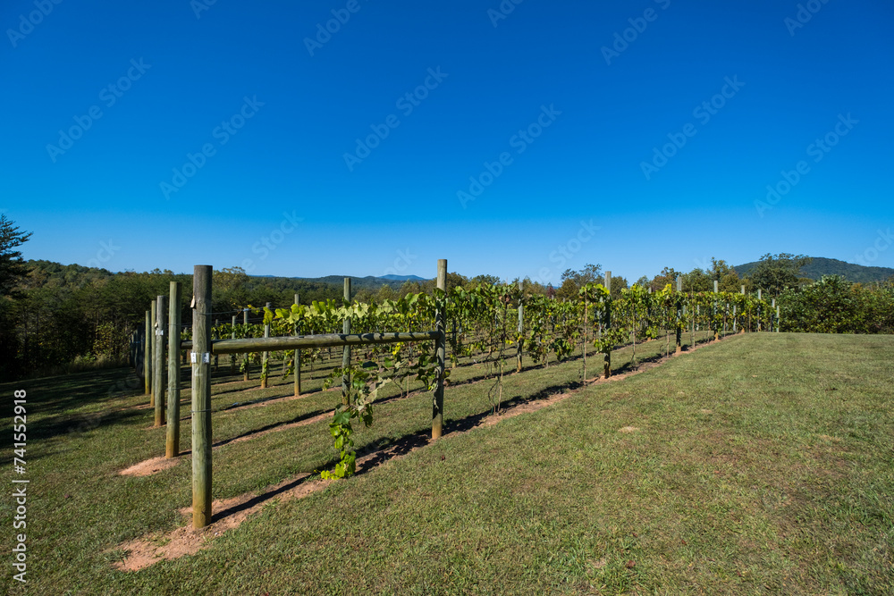 Green Grapevines Growing on a Hillside in the Mountains of a Sunny Day