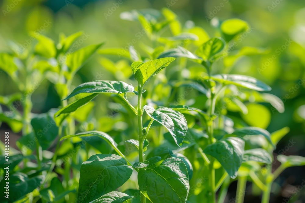 Vibrant green leaves emerge from the fertile soil, as a seed plant thrives in the bountiful garden, showcasing the beauty of nature's growth and abundance Vibrant green leaves emerge from the fertile soil, as a seed plant thrives in the bountiful garden, showcasing the beauty of nature's growth and abundance