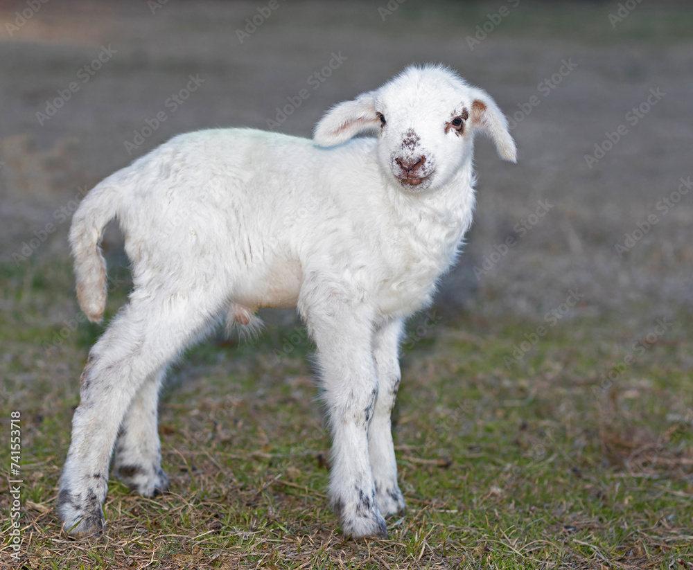 White sheep lamb on a paddock in a rural region of North Carolina near the city of Raeford. White sheep lamb on a paddock in a rural region of North Carolina near the city of Raeford.