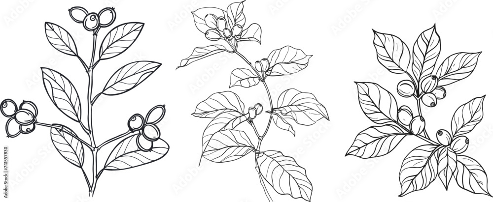 Set of coffee tree branches. Simply silhouette, doodle shape Eco drink One line drawing Set of coffee tree branches. Simply silhouette, doodle shape Eco drink One line drawing