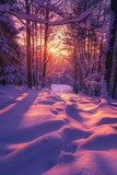 pines covered in snow in winter at sunset 