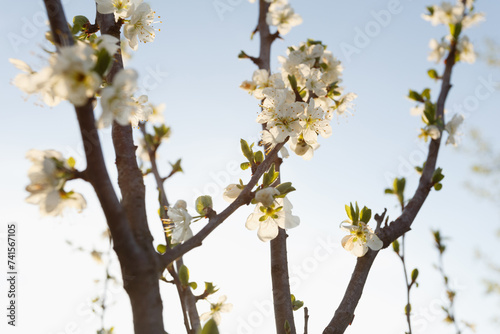 Plum tree branch in bloom in the spring garden