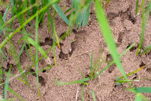 Εκτύπωση καμβά Ant passages on the soil surface among the grass