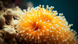 Living corals and anemones in the deep sea