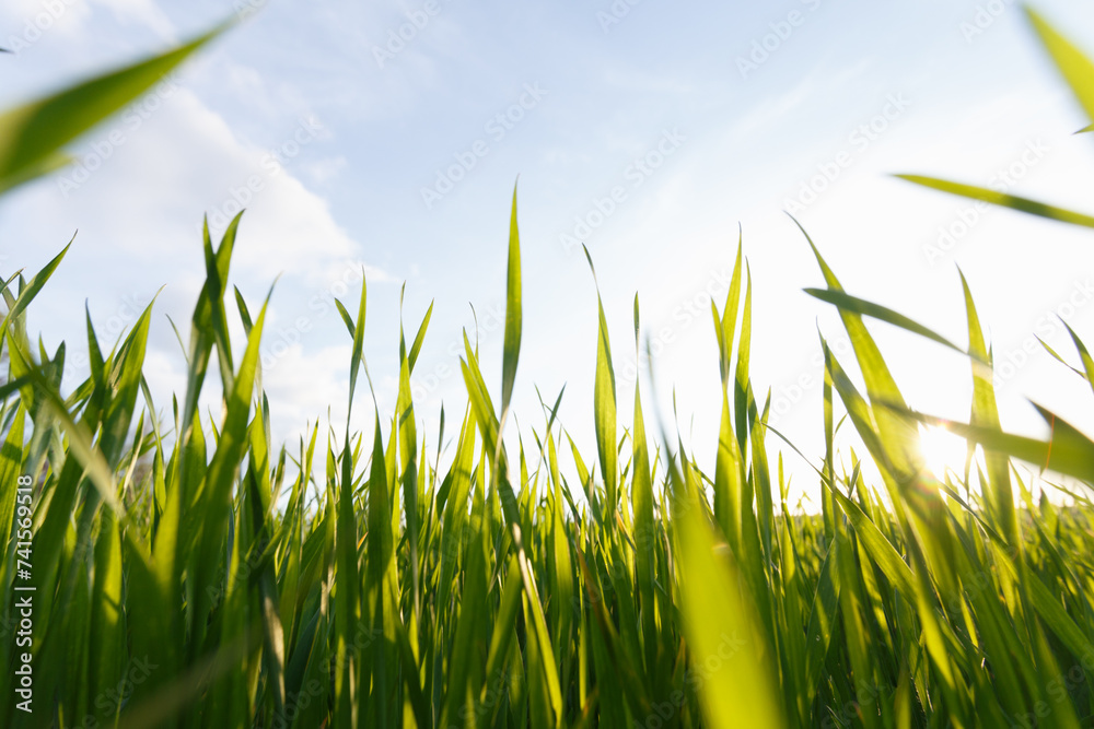 Young wheat field in early spring Young wheat field in early spring