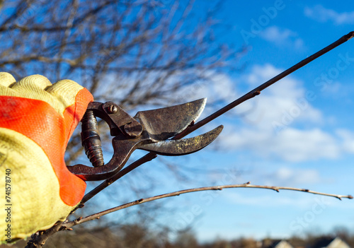 A gardener cleans the garden with pruning shears. Pruning and shortening branches for a large harvest in the garden. Gardener's hand in glove with garden pruner photo