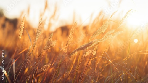 Grass with morning light with sunrise © studio_