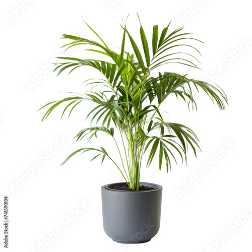 Palm-like Areca Plant in Modern Grey Pot on White Background