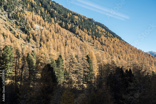 Waldlandschaft im Engadin, Kanton Graubünden, Schweiz