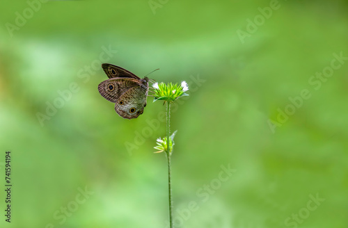Common five-ring butterfly on plant. photo