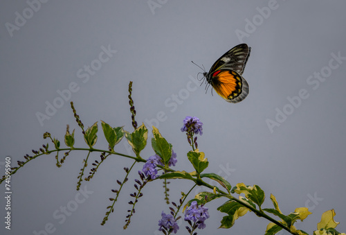 Delias pasithoe butterfly on plant photo