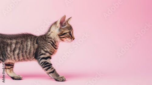 Fluffy cat with mesmerizing eyes walking on pastel background, perfect for text placement