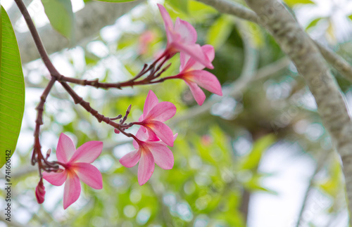 Colorful pink rainbow plumeria inflorescence in bloom on a sunny day