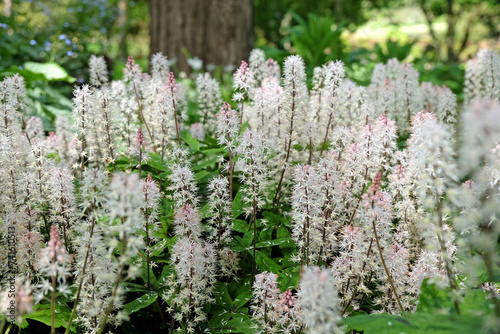 White Tiarella 'Spring Symphony' foam flower in bloom