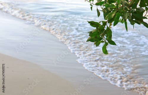 Tropical tree on the Caribbean beach .