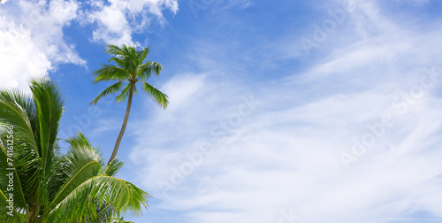 Fototapeta Naklejka Na Ścianę i Meble -  Tropical palm trees with blue sky and white clouds background.
