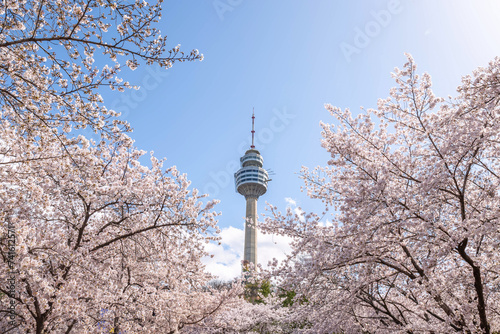 Cherry blossoms blooming in spring at E-World 83 Tower a popular tourist destination. in Daegu,South Korea.