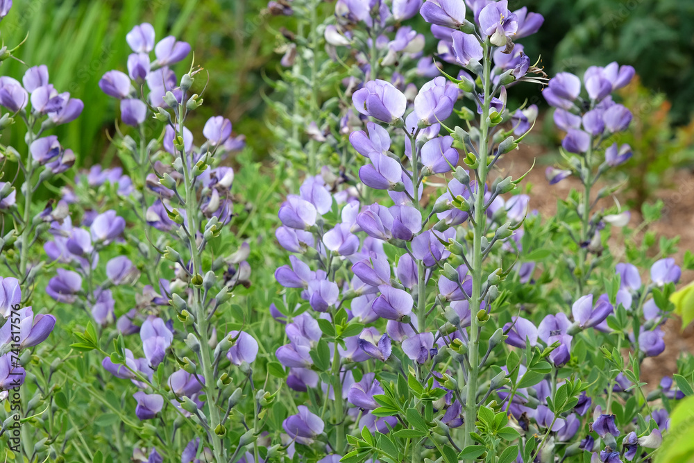 Fototapeta premium Baptisia australis, commonly known as blue wild indigo or blue false indigo in flower.