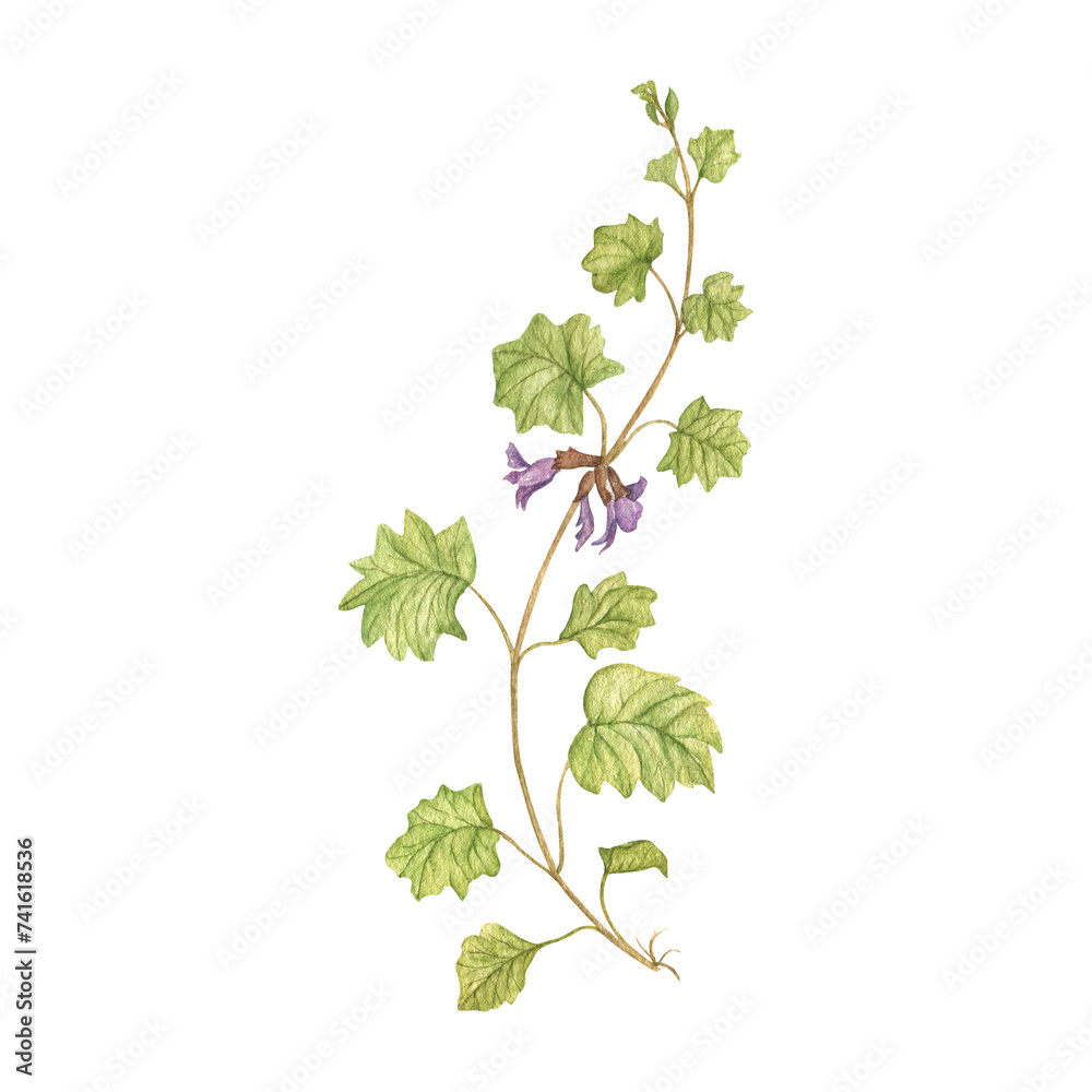 Naklejka premium Watercolor image of a forest dog mint. Medicinal herbs. A flowering forest plant isolated on a white background. For prints on dishes, posters, postcards.