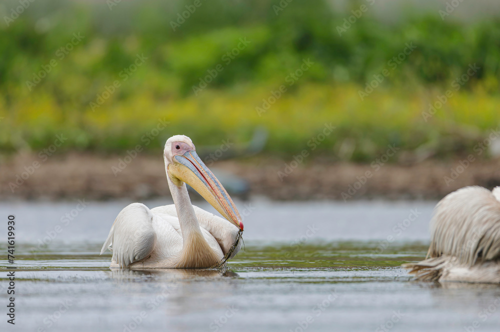 Majestic Pelicans Gracefully Glide Through Danube Delta Waters