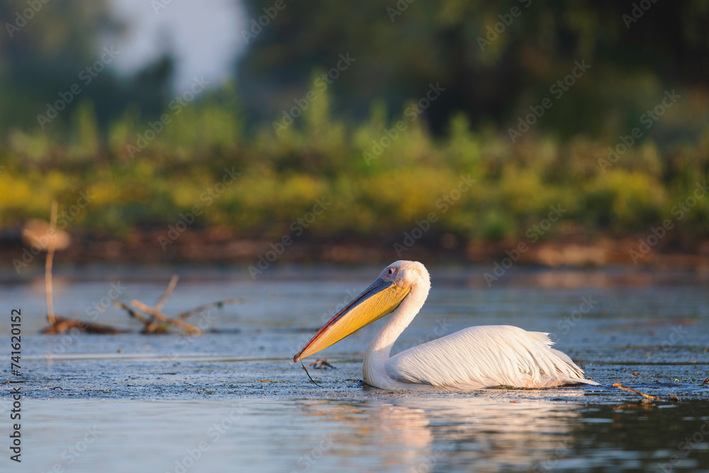 Majestic White Bird With Golden Beak Gliding in Danube Delta Waters Majestic White Bird With Golden Beak Gliding in Danube Delta Waters