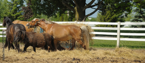 Many horses together at hay feeder one horse biting the other in aggressive communication to keep away one horse bullying the other at hay feeder in outdoor paddock at stable boarding barn horizontal
