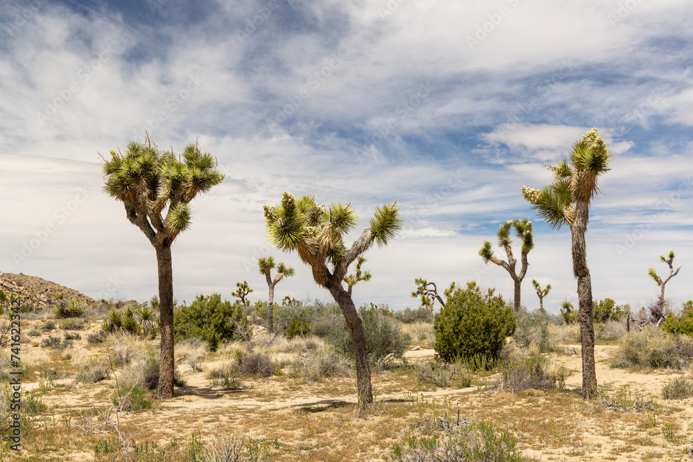 Joshua Tree National Park Joshua Tree National Park