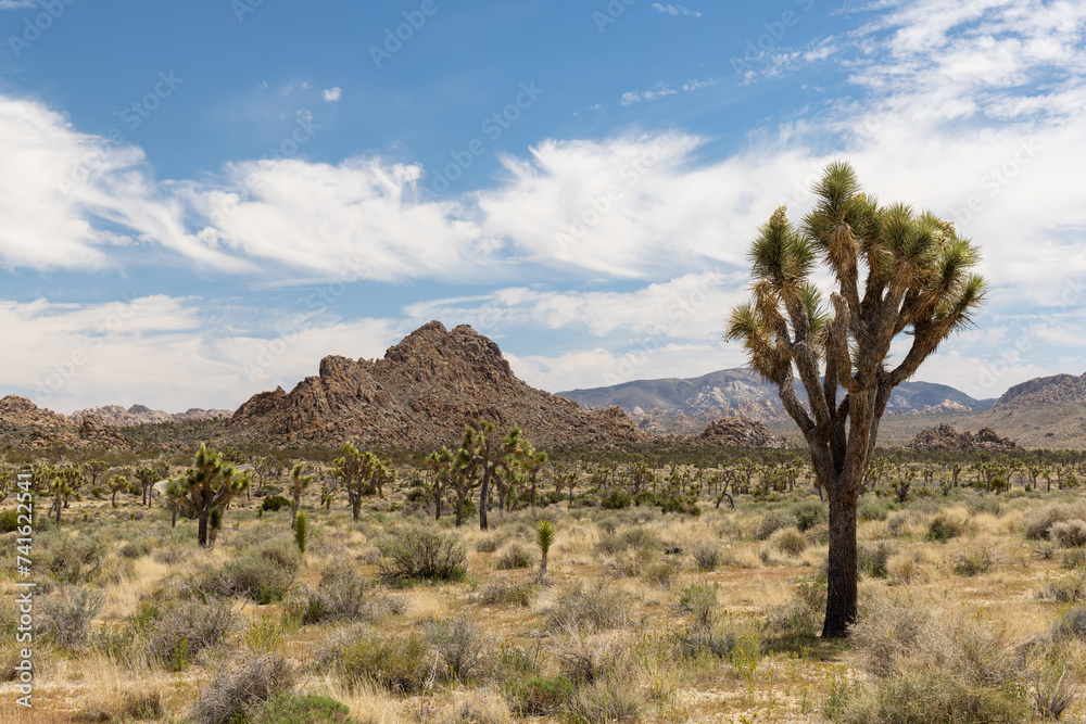 Joshua Tree National Park