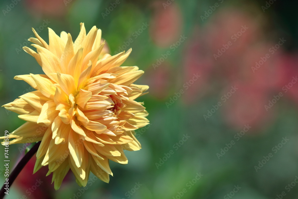 色鮮やかな存在感ある花 色鮮やかな存在感ある花