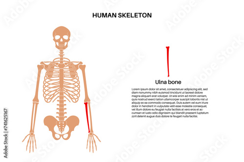 Ulna bone anatomy