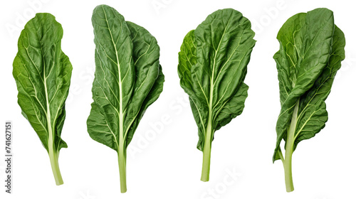 Collard Greens Harvested from the Garden, Organic Vegetable PNG Isolated on Transparent Background photo