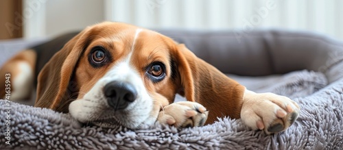 Puppy Diseases Common Illne...