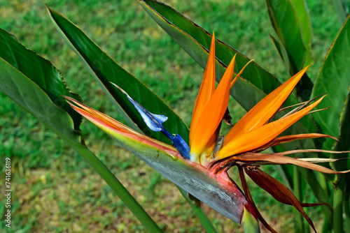 Bird of paradise flower (Strelitzia reginae) on tropical garden