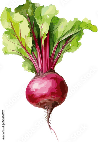 Beetroot with leaves Hand drawn watercolor painting, vector illustration. AI generated illustration.