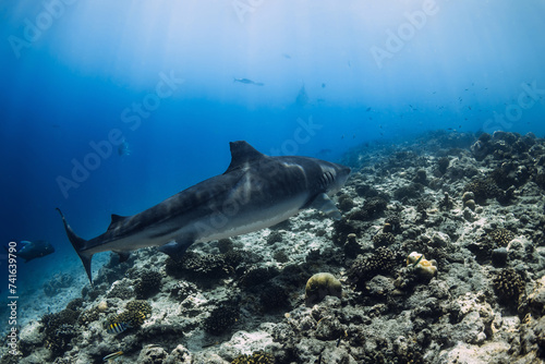 Tiger Shark swim in ocean. Diving with sharks in Maldives