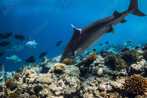 Tiger Shark eating fish in ocean on coral reef.