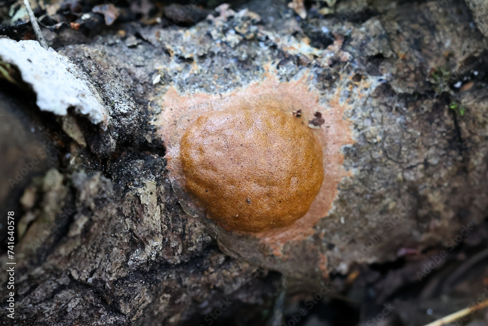 Fuligo leviderma, a plasmodial slime mold from Finland, no common English name