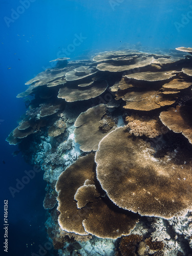 Coral reef with fishes underwater in blue ocean in Maldives.