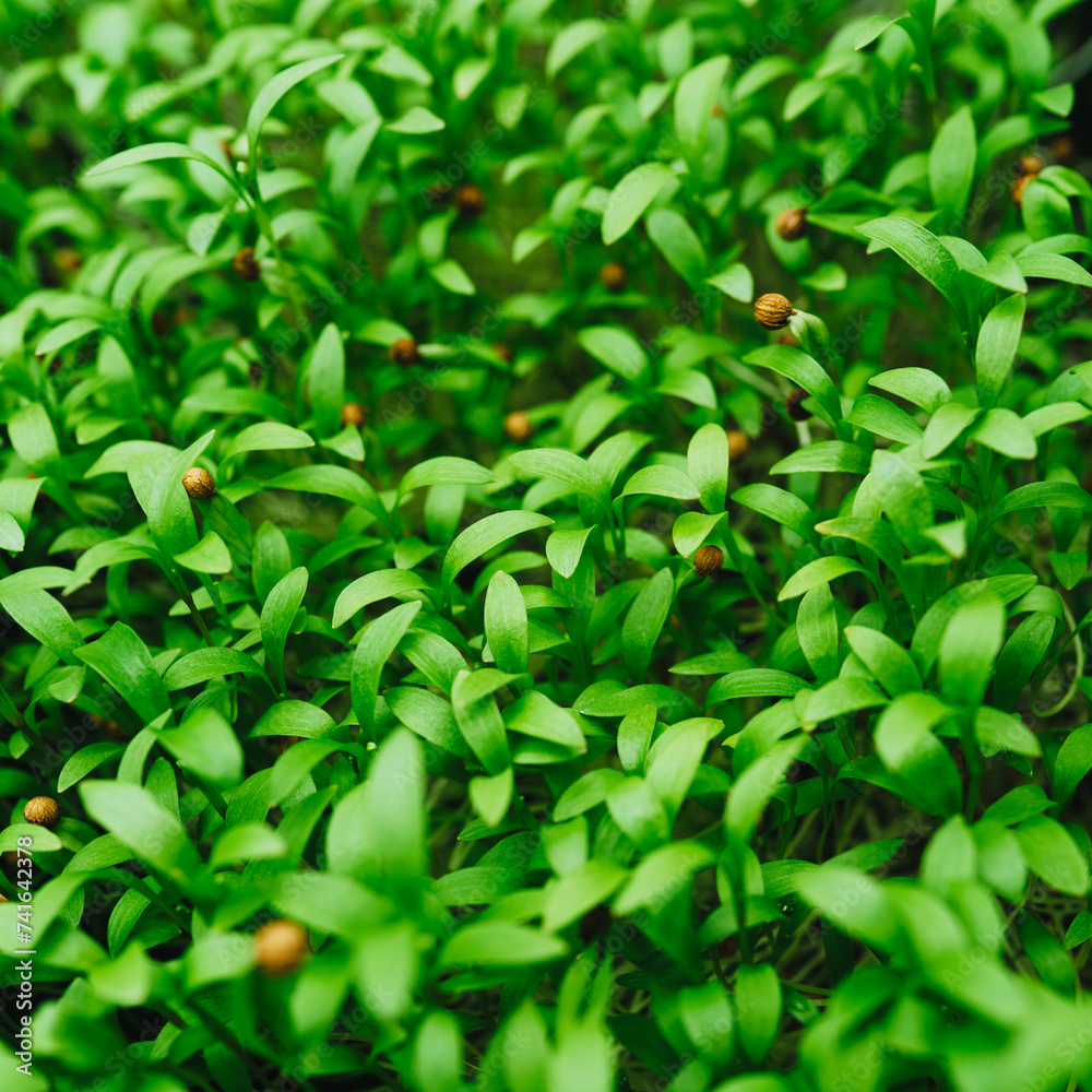 Obraz premium Cilantro Microgreen