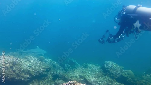 Wallpaper Mural Scuba diver with camera chasing shurk underwater Torontodigital.ca