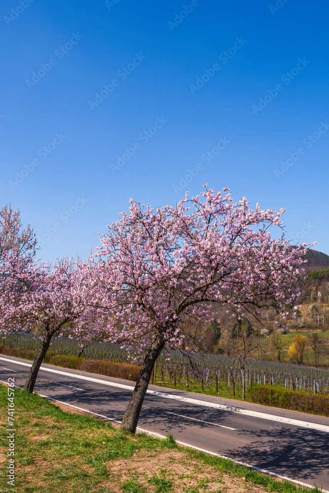 Beautiful pink blooming almond trees on a sunny day in Rhineland-Palatinate/Germany in spring Beautiful pink blooming almond trees on a sunny day in Rhineland-Palatinate/Germany in spring