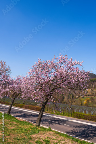 Beautiful pink blooming almond trees on a sunny day in Rhineland-Palatinate/Germany in spring