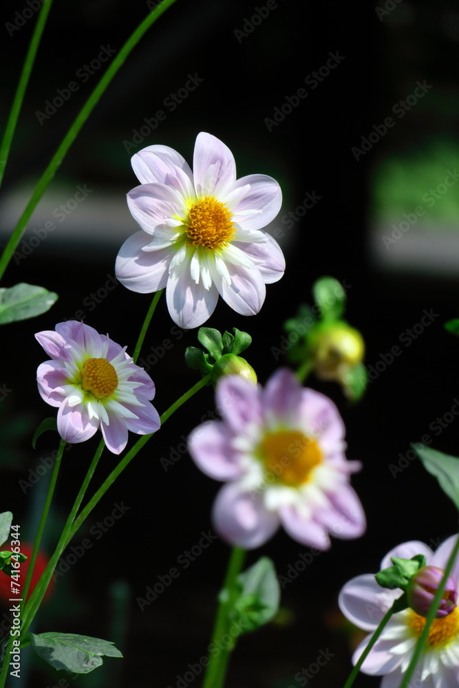 色鮮やかで存在感ある花 色鮮やかで存在感ある花