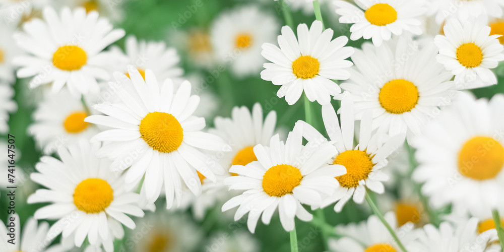 Beautiful field of chamomile flowers. Selective focus. Banner. Floral art background. Daisies close-up.