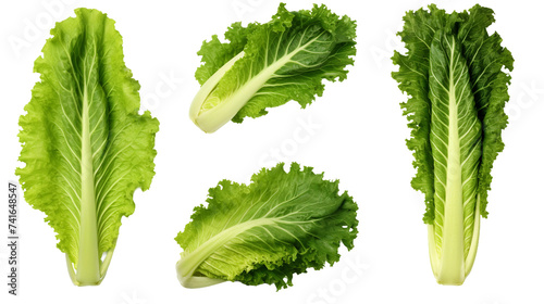 Escarole Leafy Greens in Detailed 3D Rendering, Isolated on Transparent Background - Perfect Ingredient for Fresh Salads and Vegetarian Dishes, Top View Flat Lay Illustration