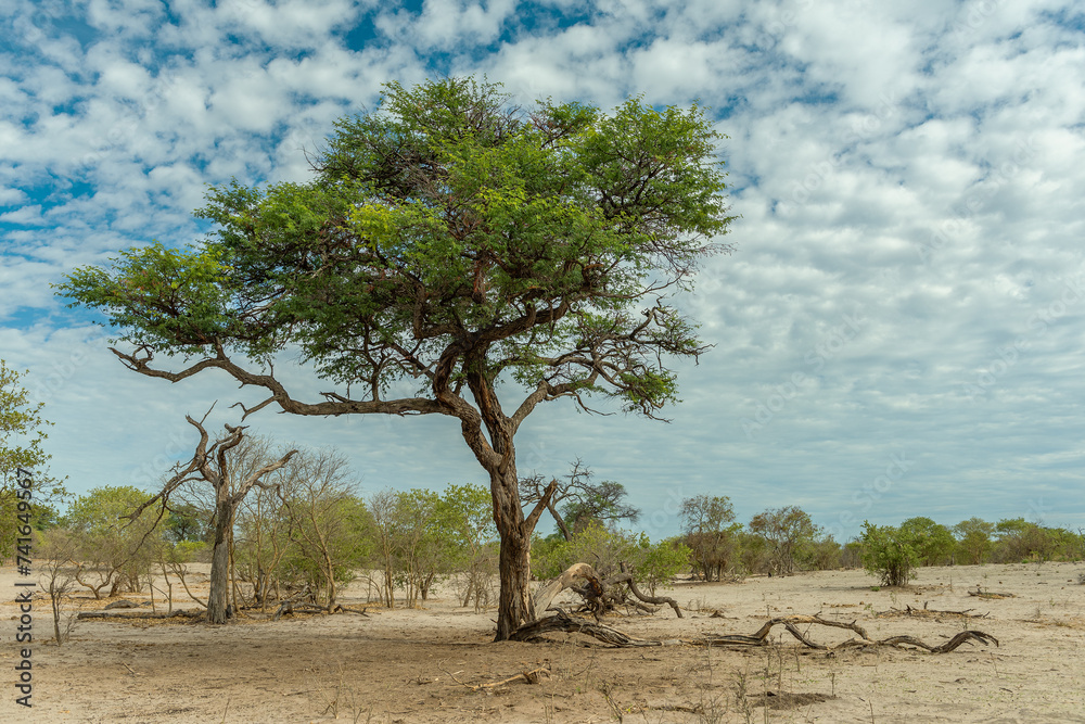 Dry landscape along the Khwai River in the Okavango Delta, Botswana Dry landscape along the Khwai River in the Okavango Delta, Botswana