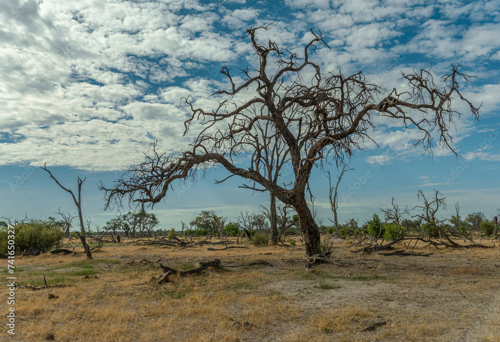 Dry landscape along the Khwai River in the Okavango Delta, Botswana Dry landscape along the Khwai River in the Okavango Delta, Botswana